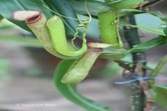 Nepenthes khasiana